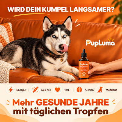 Älterer Hund – mehr gesunde Jahre mit täglichen Longevity-Tropfen