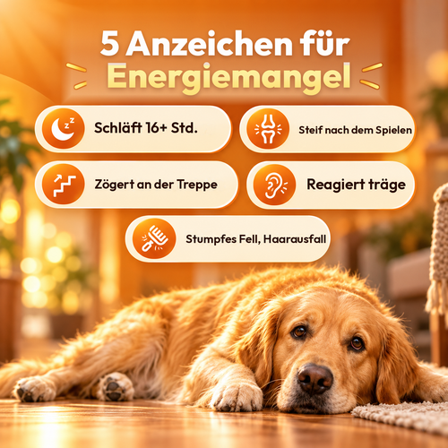 Longevity-Tropfen – NAD+ und NMN für gesundes Altern und Zellvitalität bei Hunden