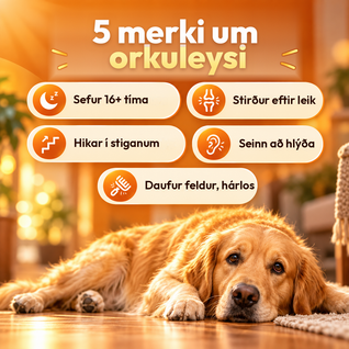 Longevity-Tropfen – NAD+ und NMN für gesundes Altern und Zellvitalität bei Hunden
