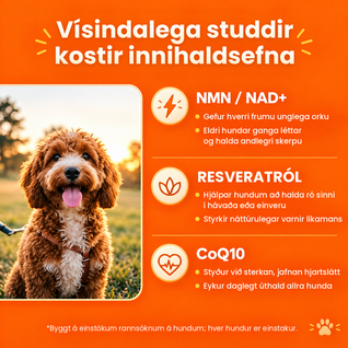 Longevity-Tropfen – NAD+ und NMN für gesundes Altern und Zellvitalität bei Hunden