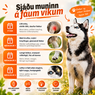 Longevity-Tropfen – NAD+ und NMN für gesundes Altern und Zellvitalität bei Hunden
