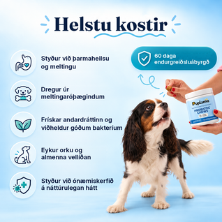 Probiotik-Snacks – Für eine gesunde Darmflora, bessere Verdauung und ein starkes Immunsystem bei Hunden